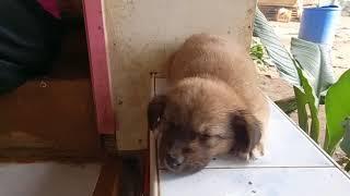MAKI BOY