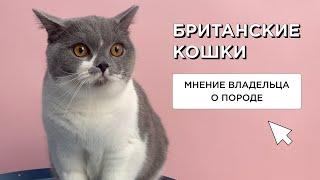 БРИТАНСКИЙ  КОТ - МНЕНИЕ ВЛАДЕЛЬЦА О ПОРОДЕ