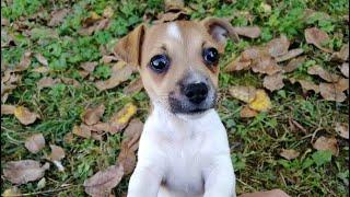 Elinka - Jack Russell Terrier