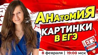 АНАТОМИЯ ВСЕ КАРТИНКИ В ЕГЭ ПО БИОЛОГИИ