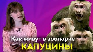 Капуцины - топ удивительных фактов / ШКИТ про животных