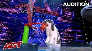 Bini The Bunny: The Most Talented Bunny Rabbit on America's Got Talent?