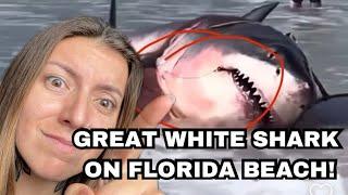 Marine Biologist Reacts To Great White Shark Washing Up On Florida Beach!