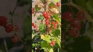 #redcurrant #redberry #shorts #plant #fruit #outdoorplant #berries