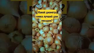 #огород #дача #сад Какой лучший диаметр лука-севка на посадку?