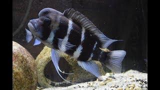 What to Feed Frontosa Cichlids!