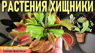 PREDATOR PLANTS! VENUS FLYTRAP! DIONEA MUSCIPULA! CARE, SOIL, WATERING!