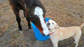 Unlikely Animal Friendships Will Melt Your Heart  Funny Animals Videos 2024