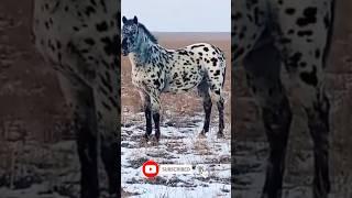 ШҰБАР АЙҒЫР. #horse #кони #асау #айгыр #табун #лошади #атбеги #шабандоз #ат #бие