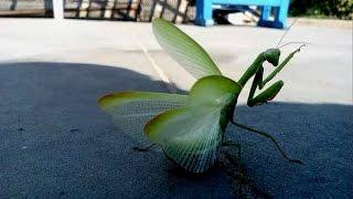 Mantis religiosa | Богомол обыкновенный  в стойке