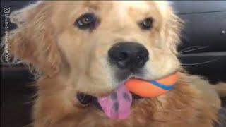 Meet Sterling Newton - The Golden Retriever With A Big Personality || UNILAD
