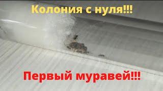 Первый муравей Черных Садовых муравьев!!! Что со Жнецами!!! 