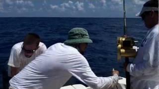 Very Rare - Large Pumkin Sword Fish - caught off of the Florida Keys