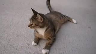 cat adventure
