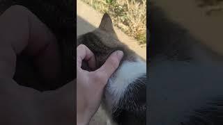 Meow Meow and Cleo
