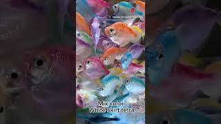 Mix color white skirt tetra fish available for export #aquariumfish #ornamentalfish #fishexporter