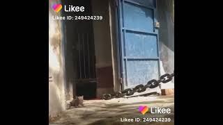 большая собака