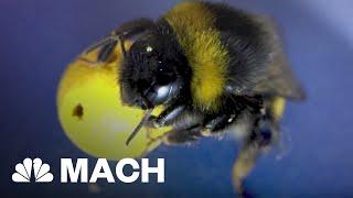 Trained Bumble Bees Are Like Tiny Soccer Players | Mach | NBC News