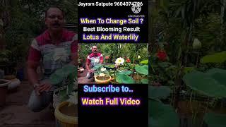 Easily grow lotus at home. lotus waterlily care. When to change soil. #gardening #lotus #flowers