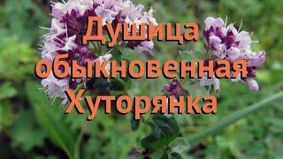 Душица обыкновенный Хуторянка (origanum vulgare)  обзор: как сажать, семена душицы Хуторянка