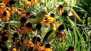 Nature (Birds)