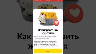 Как правильно заказать такси для поездки с домашним питомцем #такси