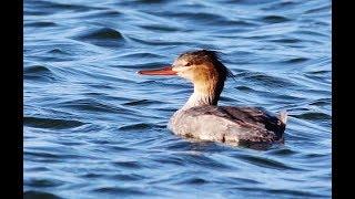 Red-breasted merganser (Mergus serrator) Θαλασσοπρίστης - Σκουφοπρίστης - Θαλασσοβουττηκτής - Cyprus