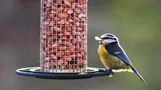 RSPB Big Garden Birdwatch: How to attract birds to your garden