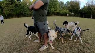 Dog Park TV, More pups playing for your viewing pleasure