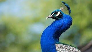 Surrey, B.C., votes to remove wild peacocks