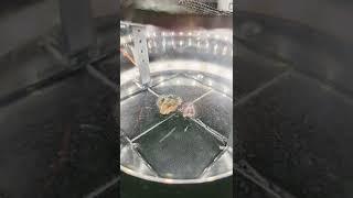 ️ Uranium Ore in a Cloud Chamber: Seeing The Invisible World of Radioactivity