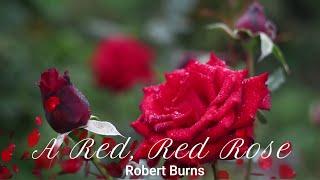 A Red, Red Rose by Robert Burns | Recited by Kaushal Desai