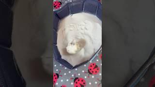 Rock Your Body  #shorts #hamsters #hamster #pets #pet