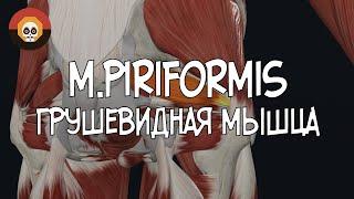 Грушевидная мышца (m. piriformis) 3D Анатомия