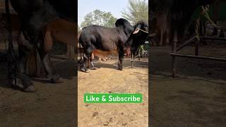 Black Giant Brahman Bull | Qurbani 2025 Special | Mera Shauk Official