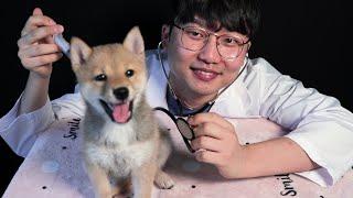 ASMR Animal Hospital (with SHIBA)