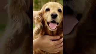How To Groom Your Dog At Home? #shorts_video #doggroomingtips