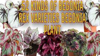 52 KINDS OF BEGONIAS ( REX VARIETIES  BEGONIA PLANT)