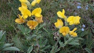 Термопсис ланцетовидный Thermopsis lanceolata