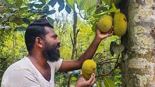 Village baby jackfruit curry for a delicious lunch - Village food channel