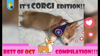 FUNNY CORGI COMPILATION  || Your 2018 Oct cutest CORGI VIDEO !!!