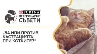 За или против кастрацията при котките?