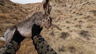 2024/2025 SEZONU SEÇME TAVŞAN VURUŞLARI. #harehunting ##hunting #gopro11 #4k