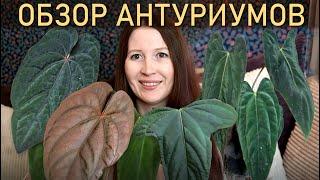 ОБЗОР моих антуриумов!