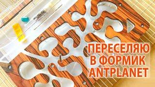 Переселяю Habereri в формикарий от AntPlanet