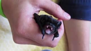 Baby bats running amok