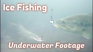 INSANE Underwater Footage! | Ice Fishing Predator Fish