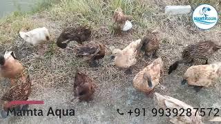 Integrated Farming Duck  & Fish #duck #ducks #duckfarming #duckfarminginindia#duckfarm #duckhunting