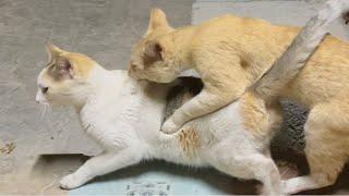 Cat mating love season | cat mating first time | cat mating call | cats mating video | Cat love #cat