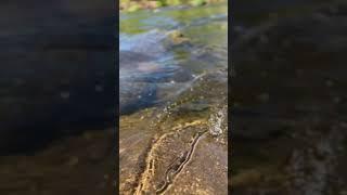Relax your mind to the sound of flowing water. #river #relaxing #relax #zen #calm #water #nature